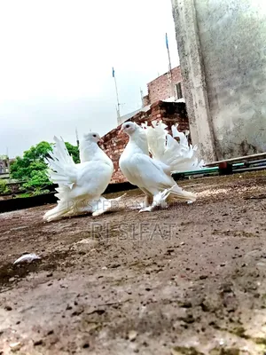 Lakkha Pigeon