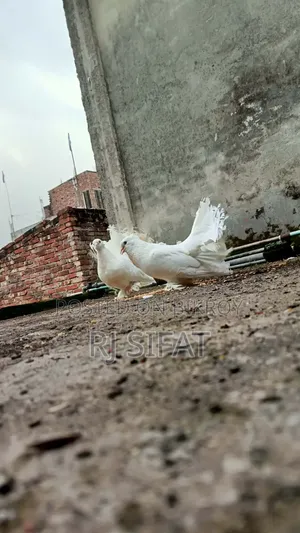 Lakkha Pigeon
