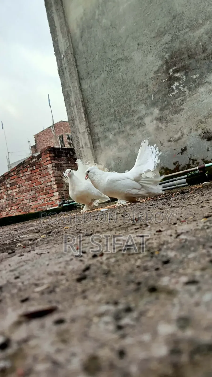 Lakkha Pigeon