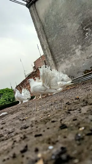 Lakkha Pigeon