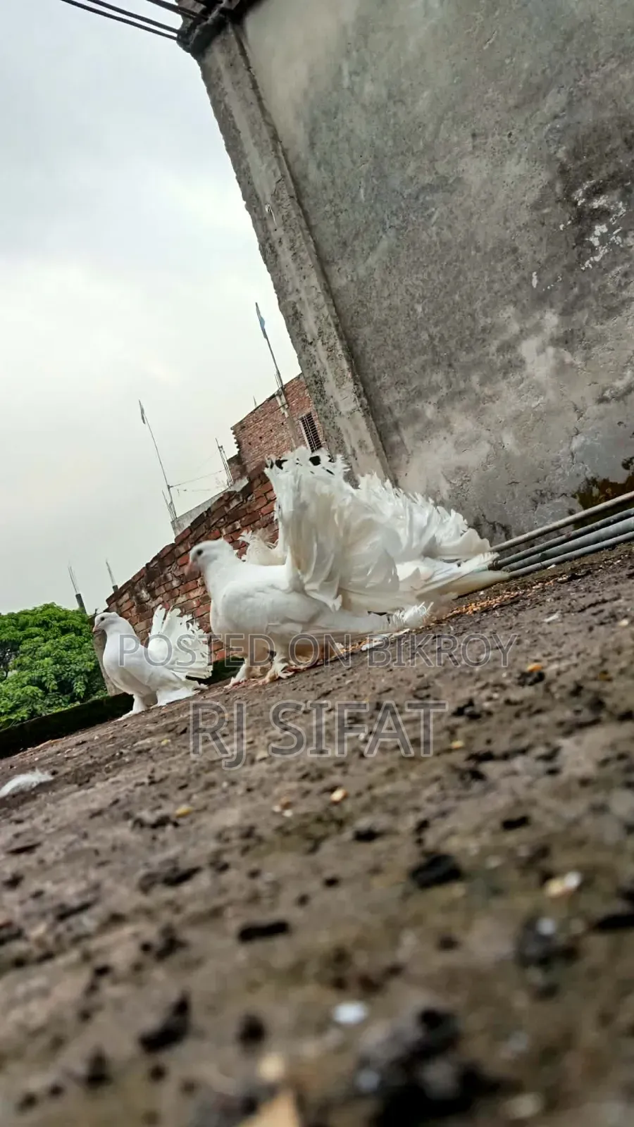 Lakkha Pigeon