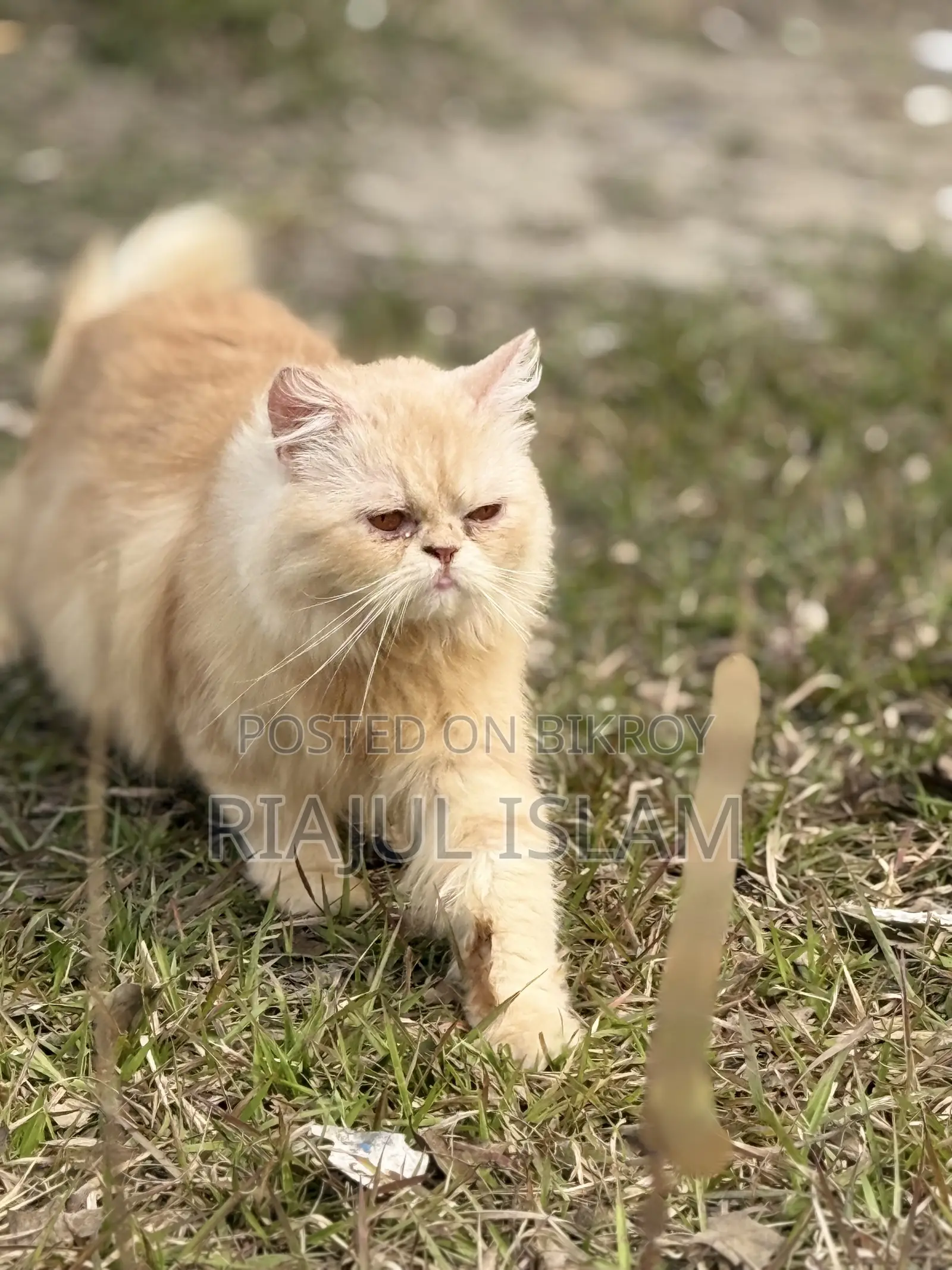1+ Year Female Purebred Exotic