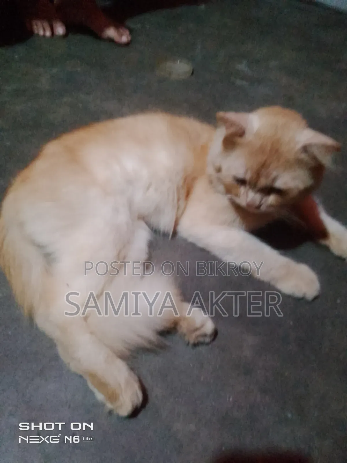 ৩-৬ মাসের পুরুষ পিউরব্রেড পার্সিয়ান