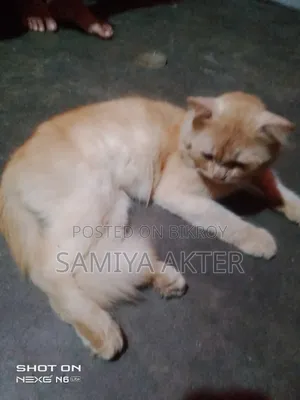 3-6 Months Male Purebred Persian
