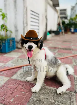 3-6 months Male Purebred Japanese Spitz