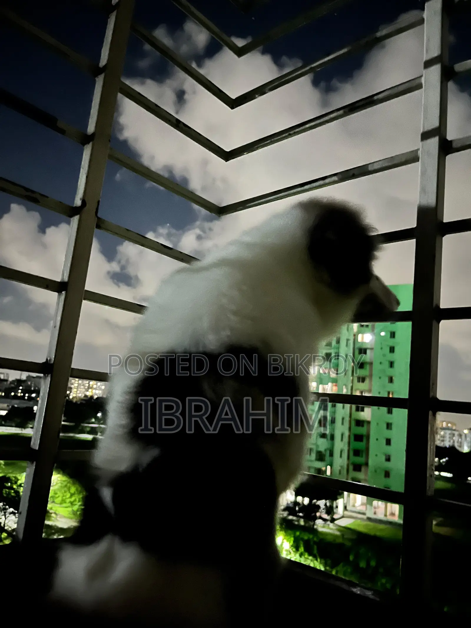 3-6 months Male Purebred Japanese Spitz