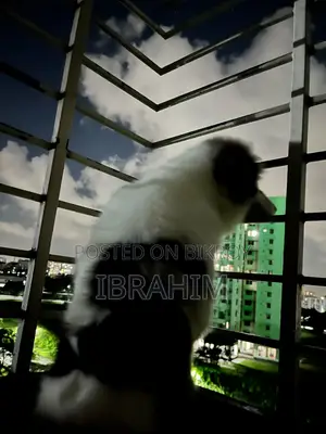 3-6 months Male Purebred Japanese Spitz