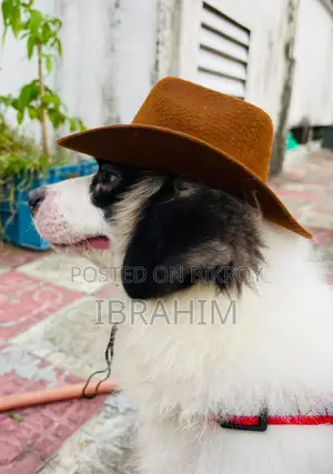 3-6 months Male Purebred Japanese Spitz