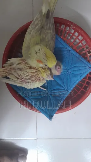 Cockatiel - Tame Size Cockatiel