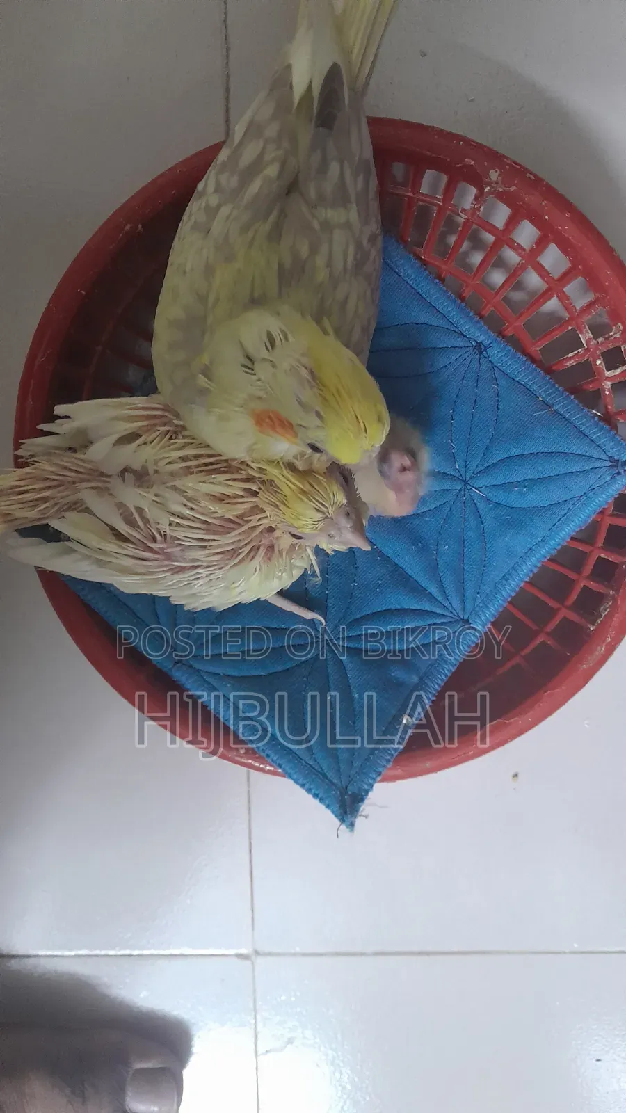 Cockatiel - Tame Size Cockatiel