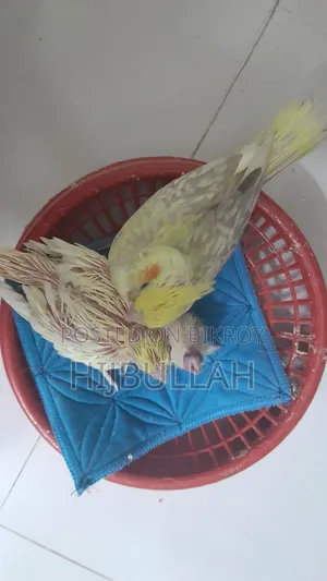Cockatiel - Tame Size Cockatiel