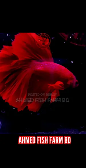 Red Betta — Premium Quality