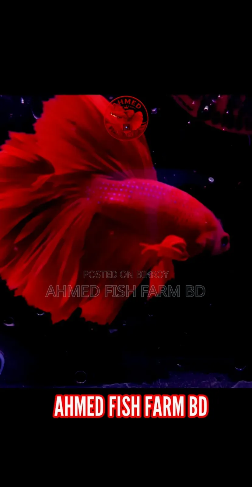 Red Betta — Premium Quality
