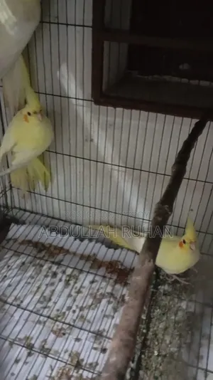Cockatiel Heavy Pearl Lutino 1 Pair