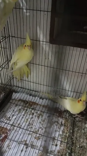 Cockatiel Heavy Pearl Lutino 1 Pair
