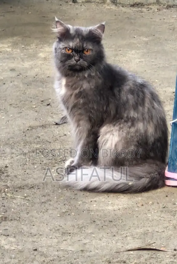 1+ Year Female Purebred Persian Cat