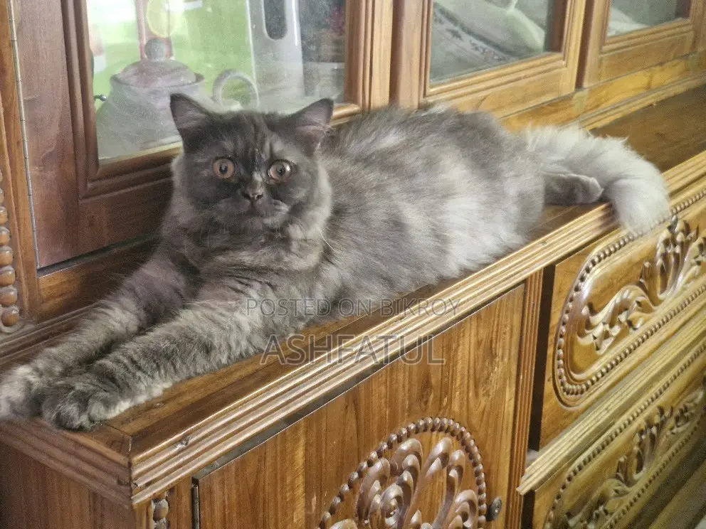 1+ Year Female Purebred Persian Cat