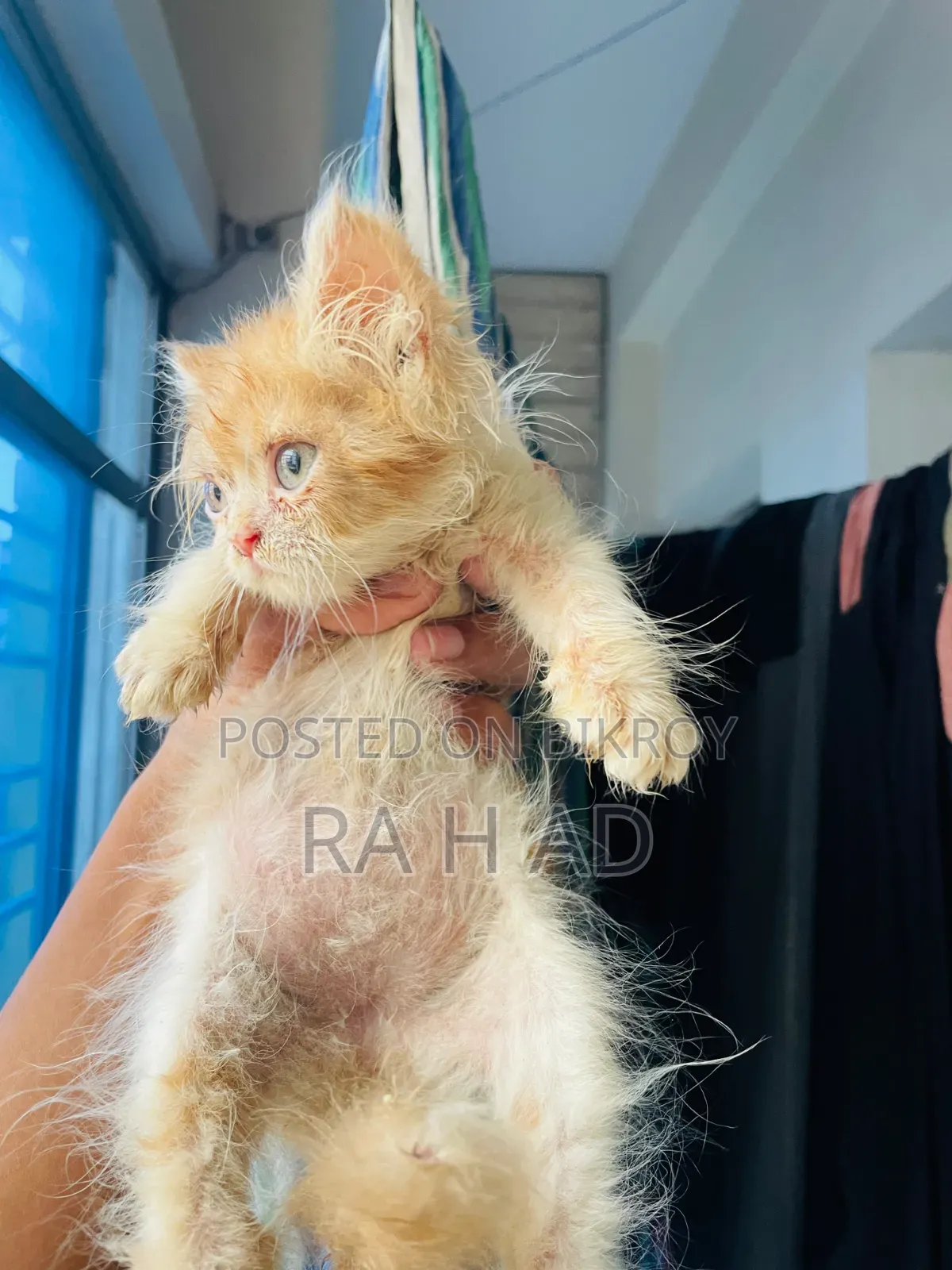1-3 months Female Purebred Persian
