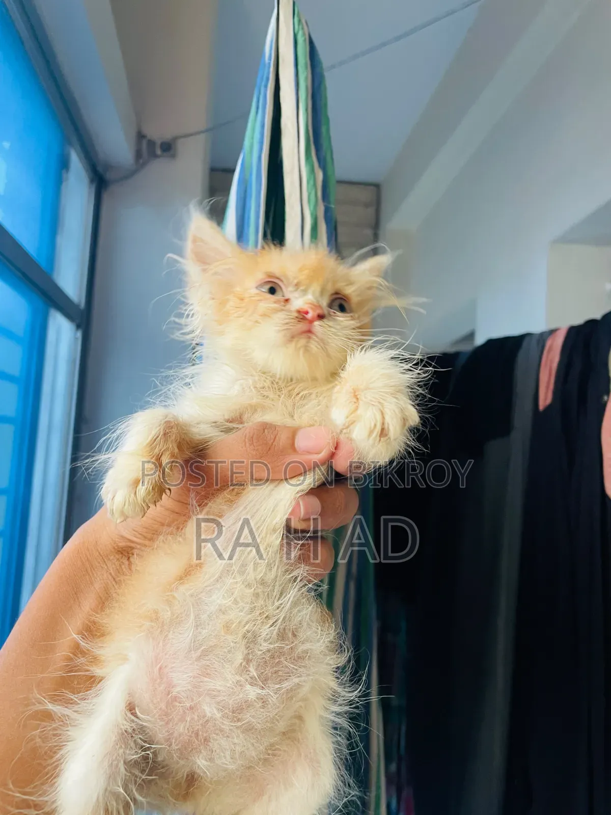 1-3 months Female Purebred Persian
