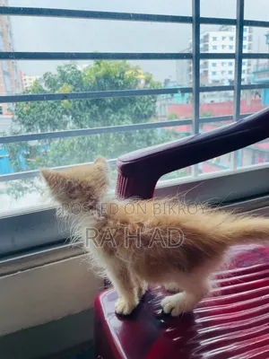 1-3 months Female Purebred Persian
