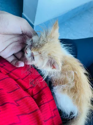 1-3 months Female Purebred Persian