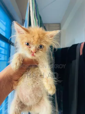 1-3 months Female Purebred Persian