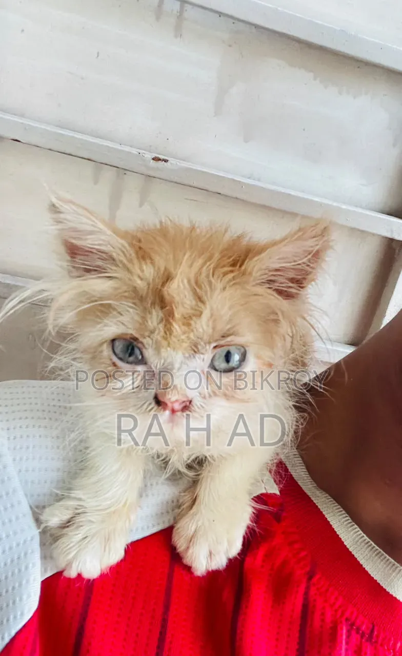 1-3 months Female Purebred Persian