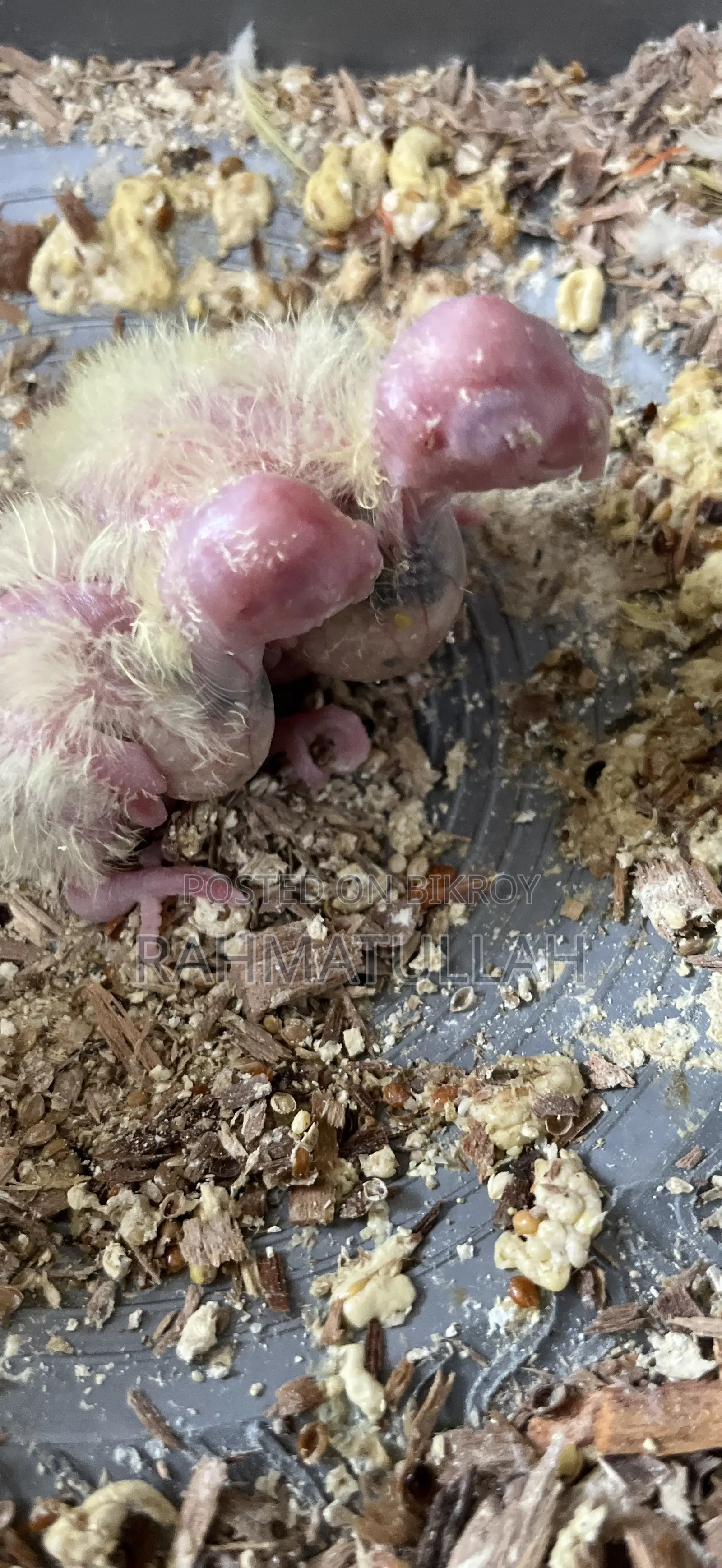 Tame Size Baby .15 Days