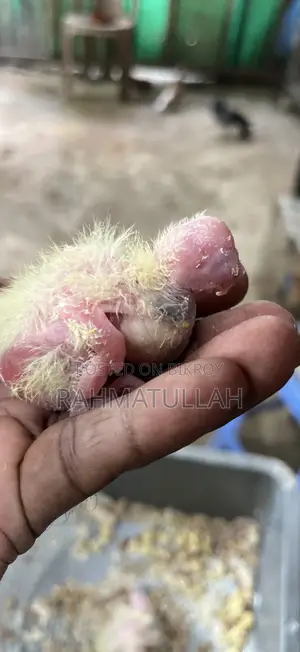 Tame Size Baby .15 Days