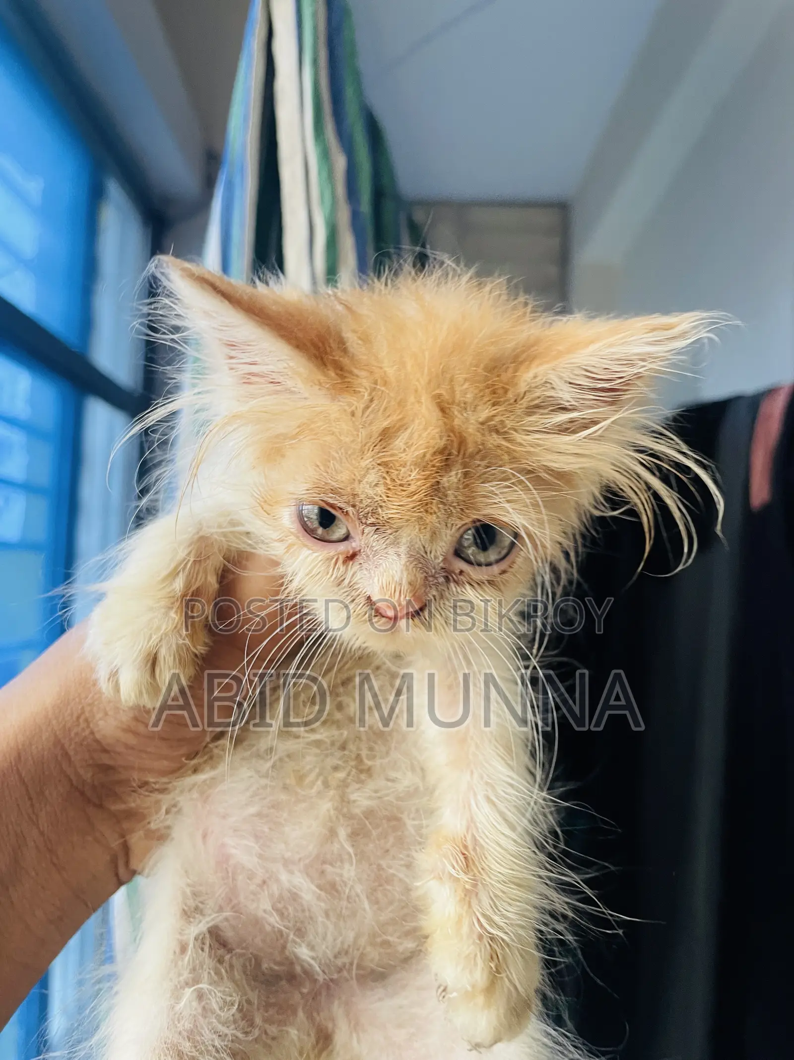 1-3 Months Female Purebred Persian Cat