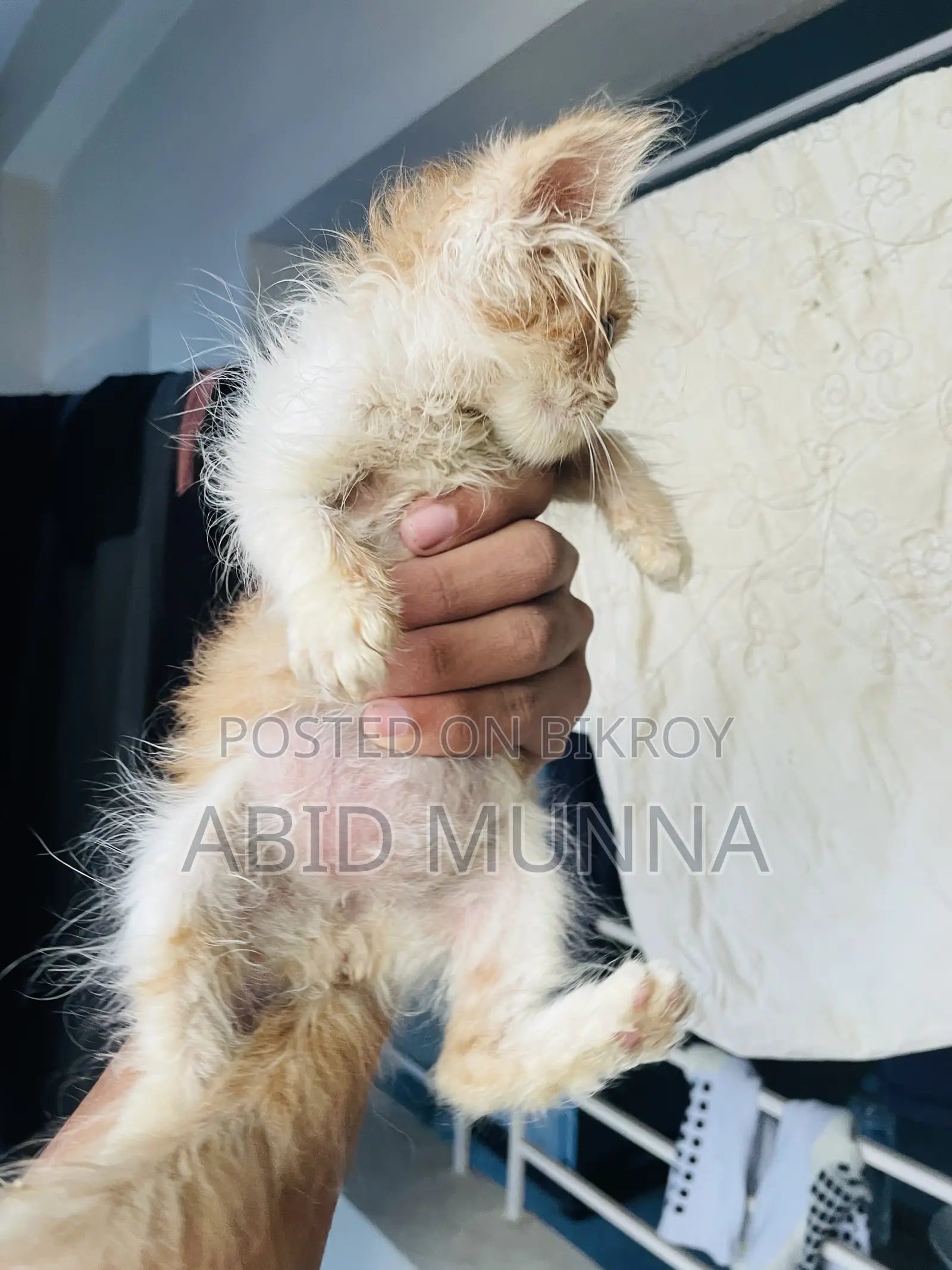 1-3 Months Female Purebred Persian Cat