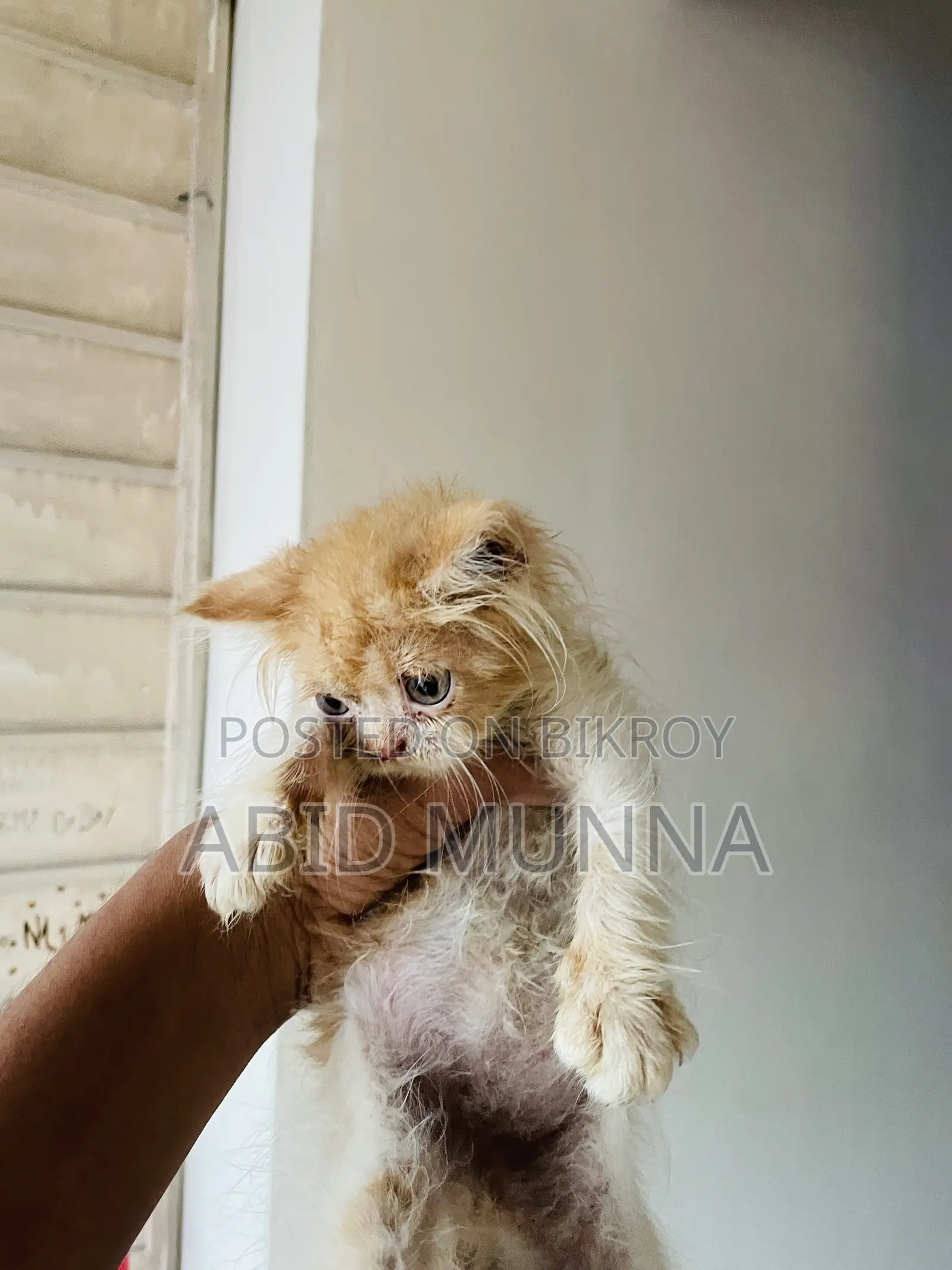 1-3 Months Female Purebred Persian Cat