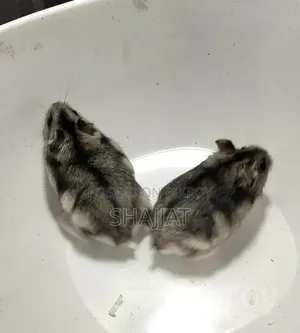 Tiger Winter Hamster Adult Female