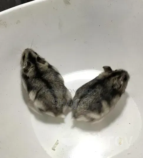 Tiger Winter Hamster Adult Female