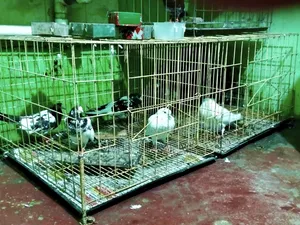 ২৪/ ২৪/ খাঁচা খাচাটা নতুনের মত খাচাটা খুব সুন্দর কবুতর পালা যাবে