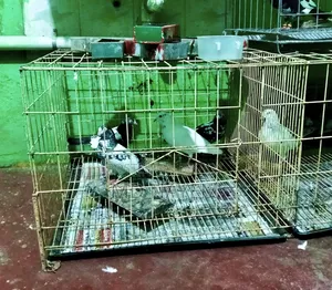 ২৪/ ২৪/ খাঁচা খাচাটা নতুনের মত খাচাটা খুব সুন্দর কবুতর পালা যাবে
