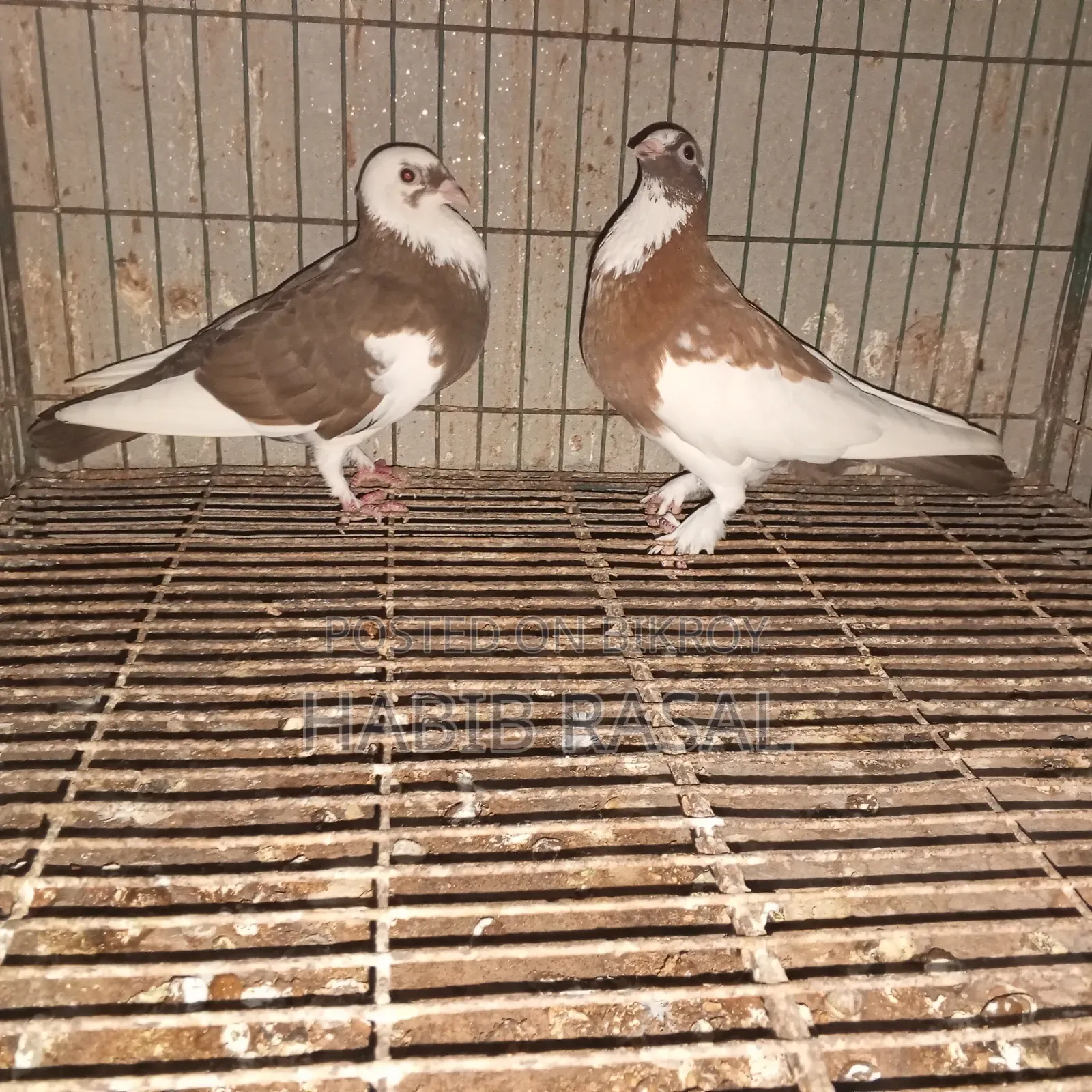 Some pigeons will be sold.