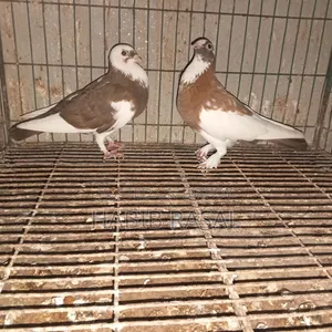 Some pigeons will be sold.