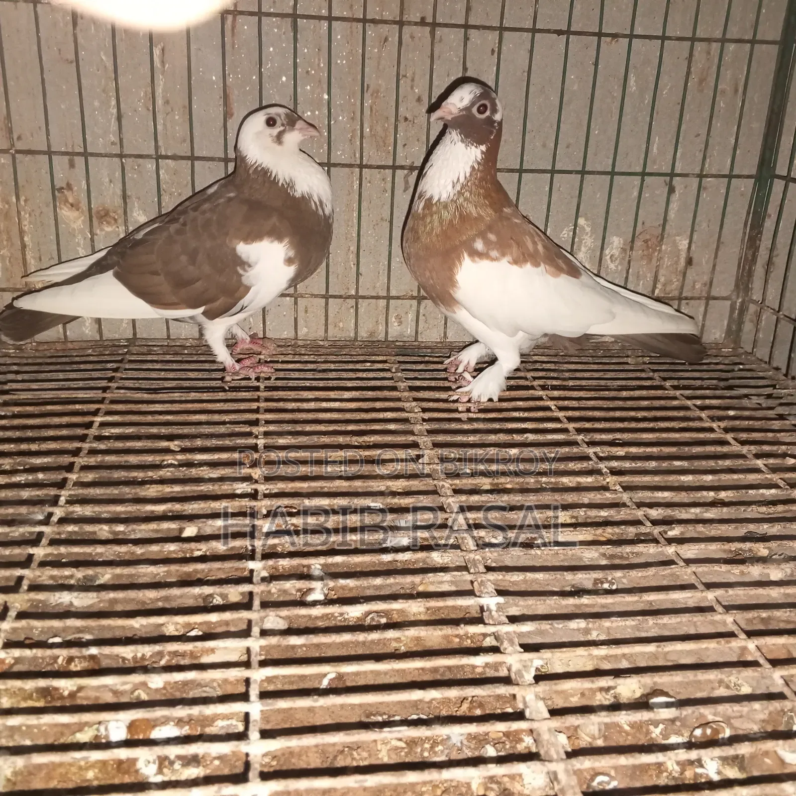 Some pigeons will be sold.