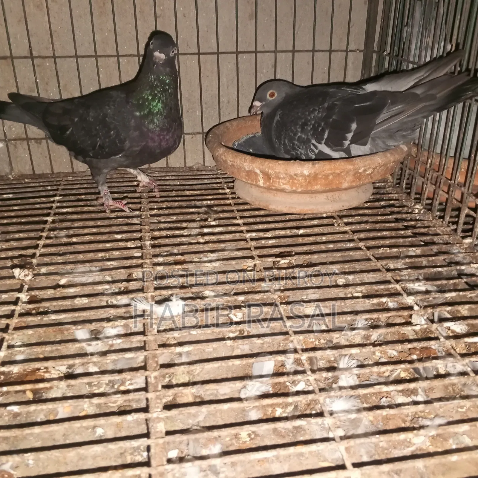Some pigeons will be sold.