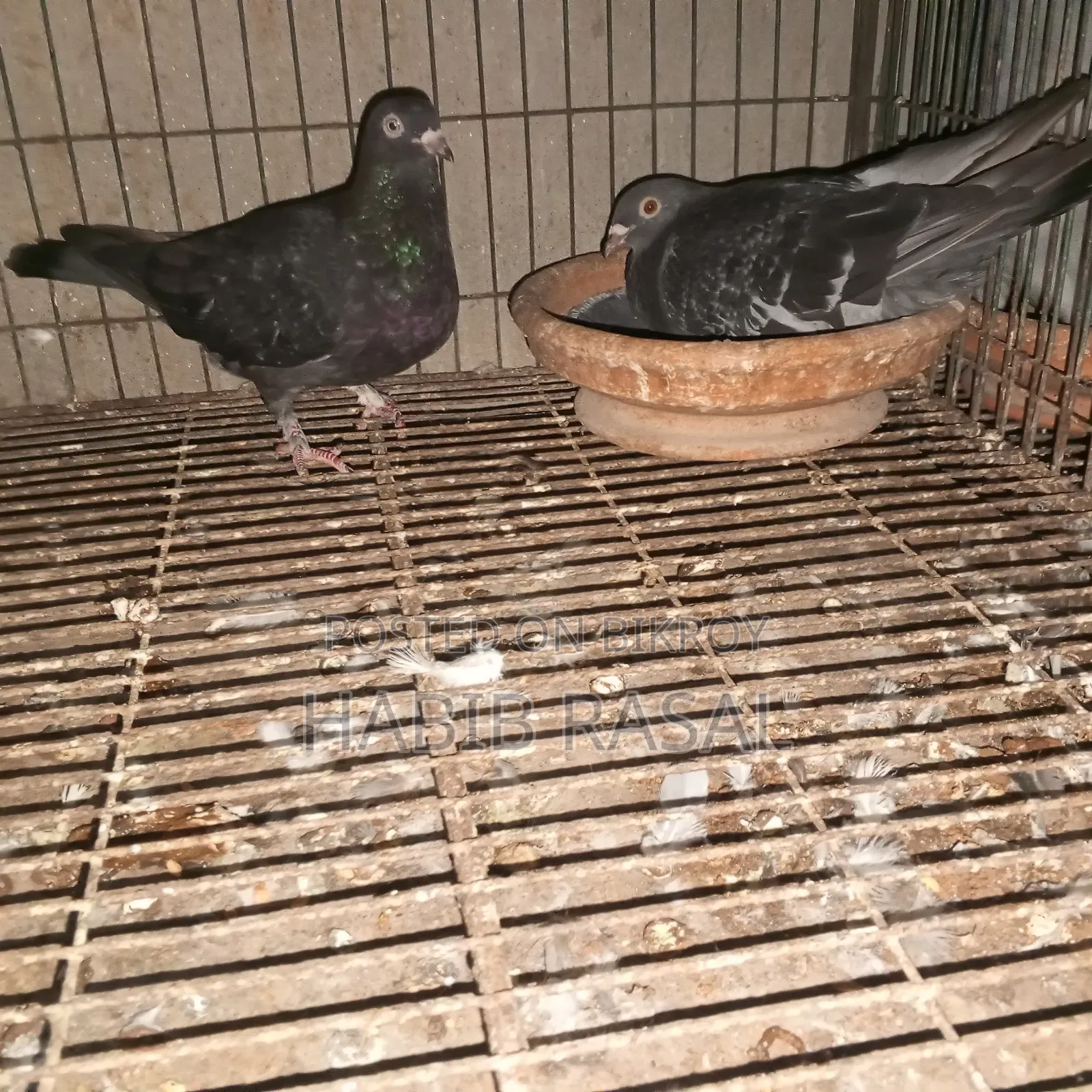 Some pigeons will be sold.