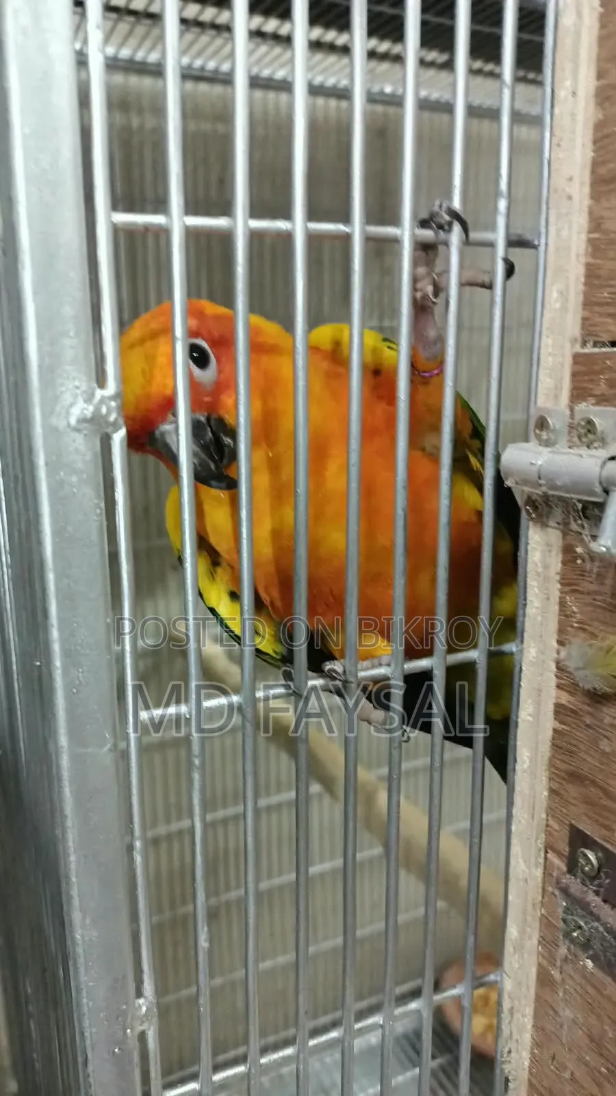 Sun Conure Male