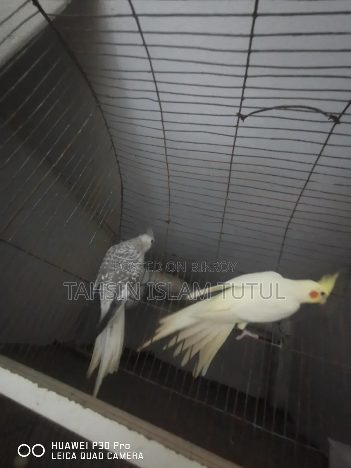 Running Pair of Cockatiel Birds for Sale