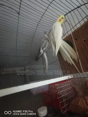 Running Pair of Cockatiel Birds for Sale
