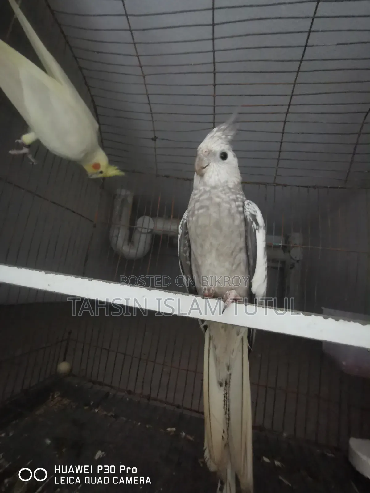 Running Pair of Cockatiel Birds for Sale