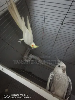 Running Pair of Cockatiel Birds for Sale