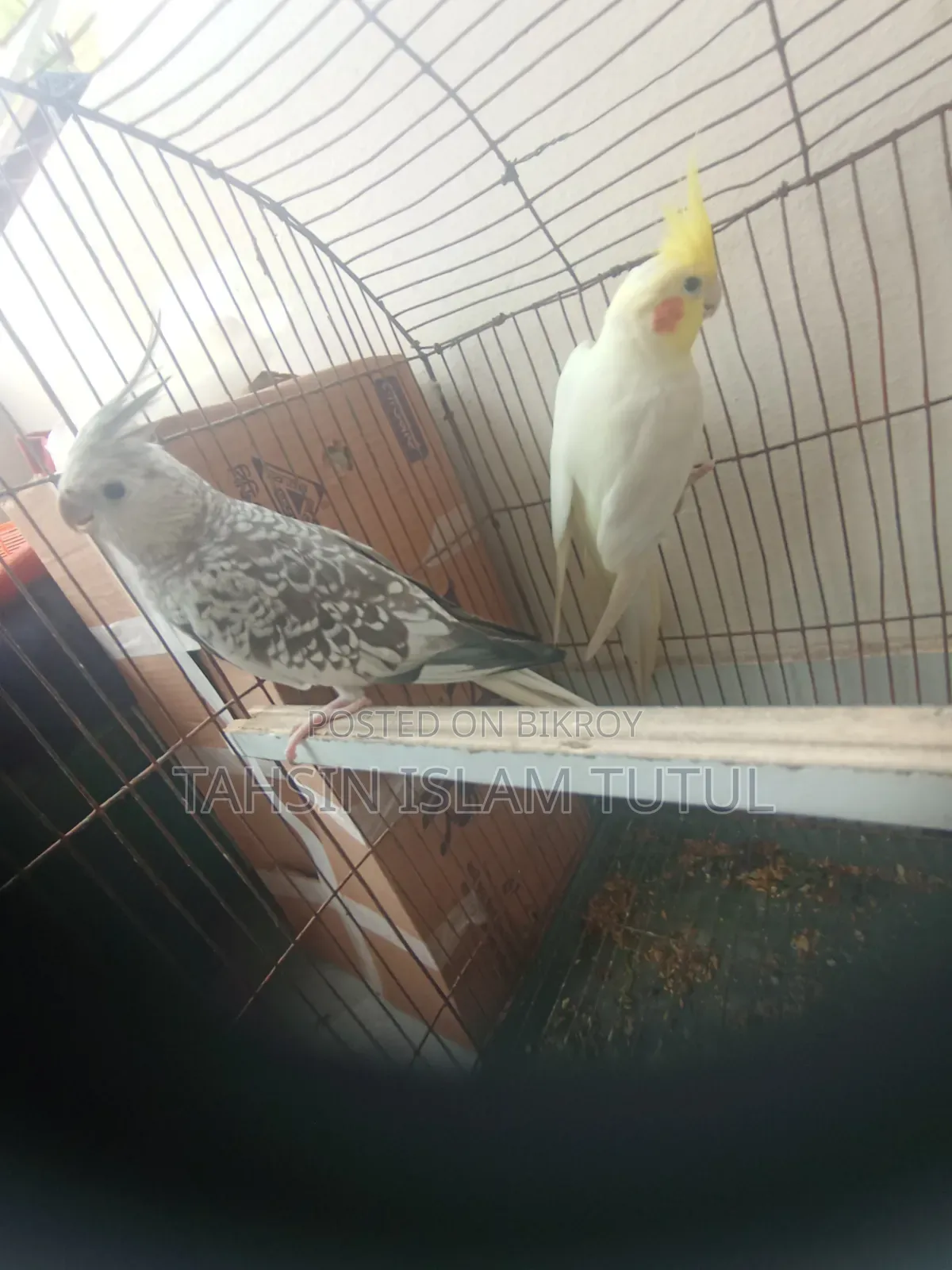 Running Pair of Cockatiel Birds for Sale