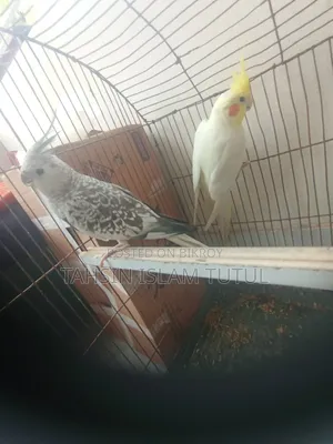 Running Pair of Cockatiel Birds for Sale