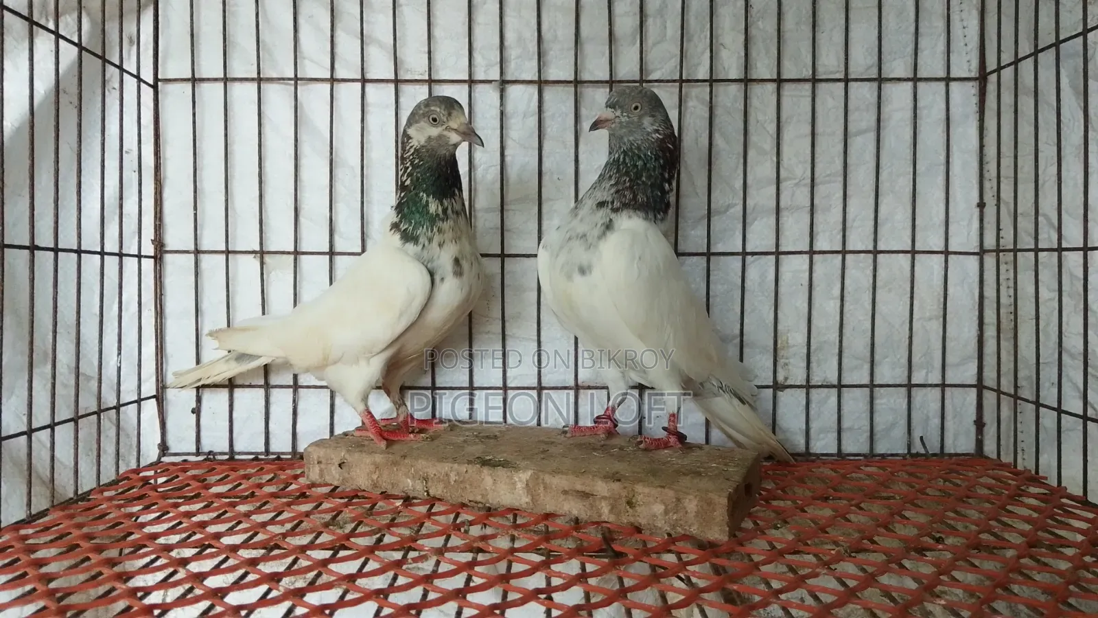 A Pair of Running Golden Pigeons for Sale.