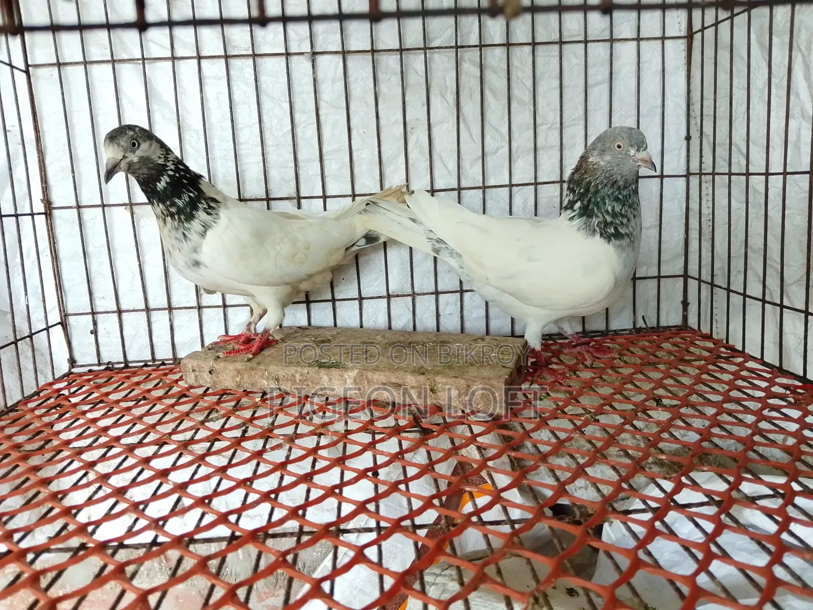 A Pair of Running Golden Pigeons for Sale.